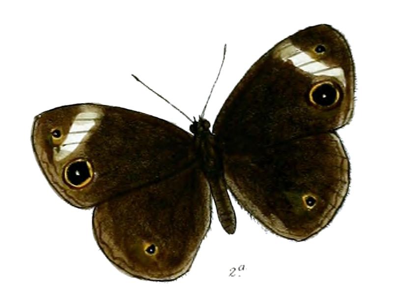 VirapaRadza 55 2a
