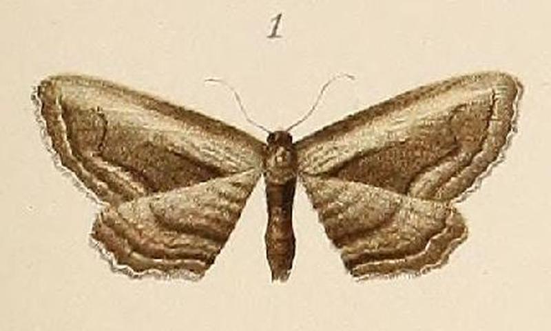 Voeltzkow-pl.6-fig.01-Phibalapteryx albstriata (Horisme albostriata (Pagenstecher 1907))