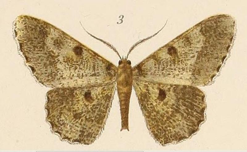 Voeltzkow-pl.6-fig.03-Boarmia Voeltzkowii (=Racotis squalida squalida (Butler, 1878))