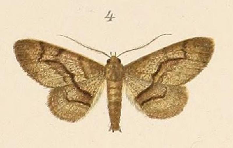 Voeltzkow-pl.6-fig.04-Cleora transversaria (Pagenstecher, 1907)