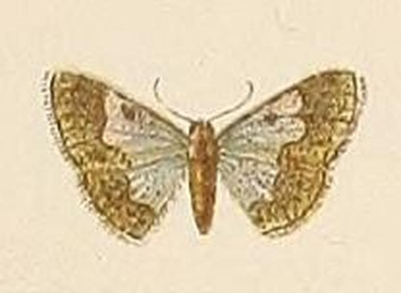 Voeltzkow-pl.6-fig.06-Zamarada aureomarginata Pagenstecher, 1907