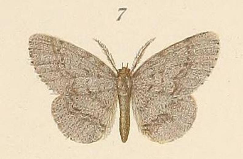 Voeltzkow-pl.6-fig.07-Hypochrosis suffusata Pagenstecher, 1907