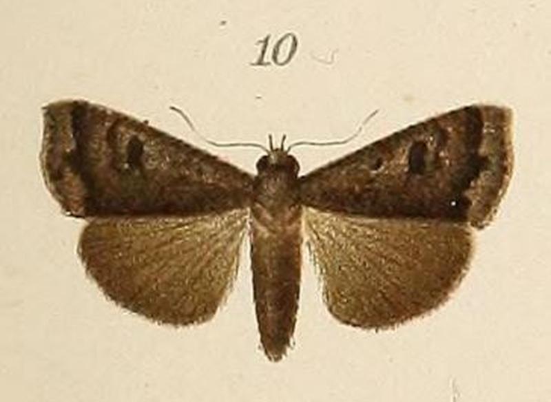 Voeltzkow-pl.6-fig.10-Anomis grisea (Pagenstecher, 1907)