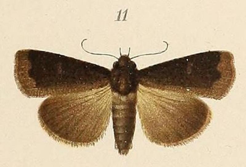 Voeltzkow-pl.6-fig.11-Anomis grisea (Pagenstecher, 1907)