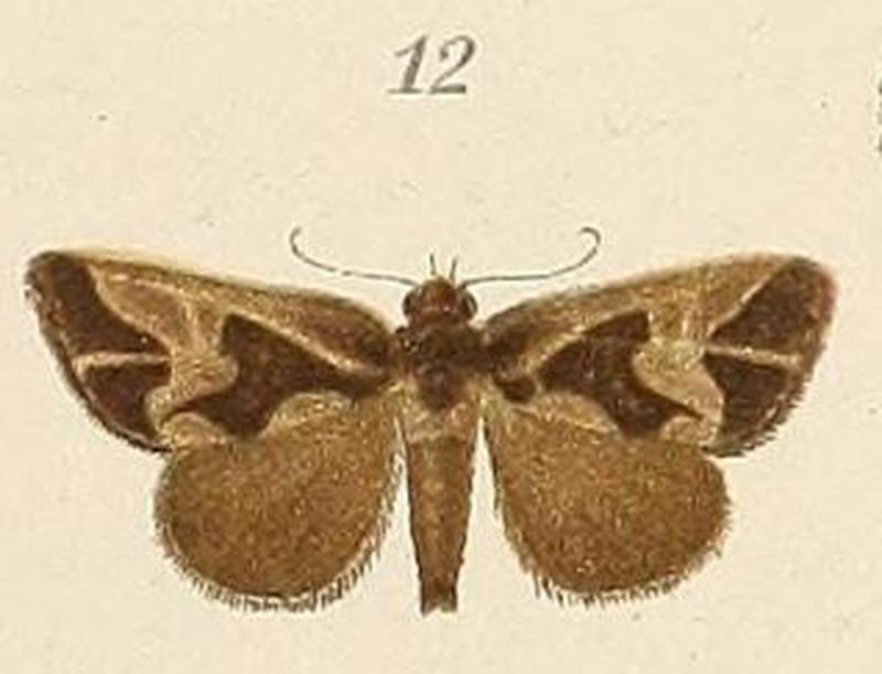 Voeltzkow-pl.6-fig.12-Bryophila inscripta (Parafodina inscripta (Pagenstecher 1907))