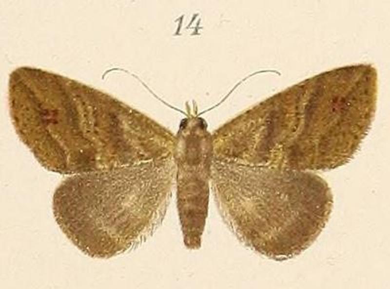 Voeltzkow-pl.6-fig.14-Alamis strigifera (Cycloprosopus strigifera (Pagenstecher, 1907))