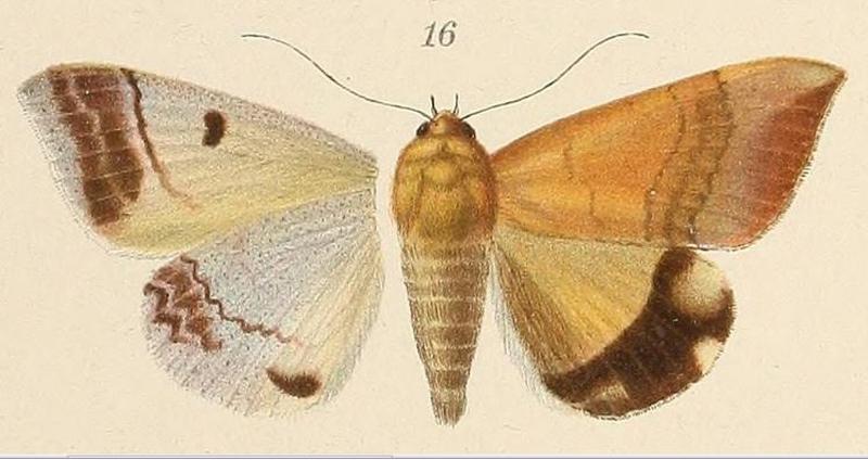 Voeltzkow-pl.6-fig.16-Ophiusa karschi (=Achaea leucopasa)