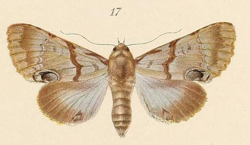 Voeltzkow-pl.6-fig.17-Amblyprora alboporphyrea (Pagenstecher 1907)