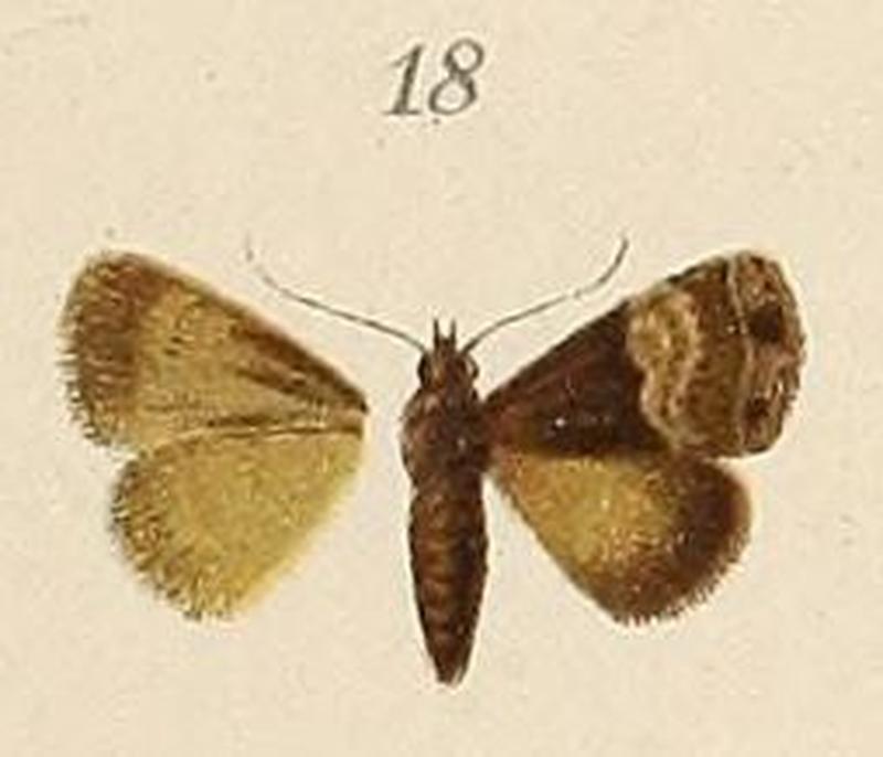 Voeltzkow-pl.6-fig.18-Tarache transversa (=Ozarba hemimelaena Hampson, 1910)