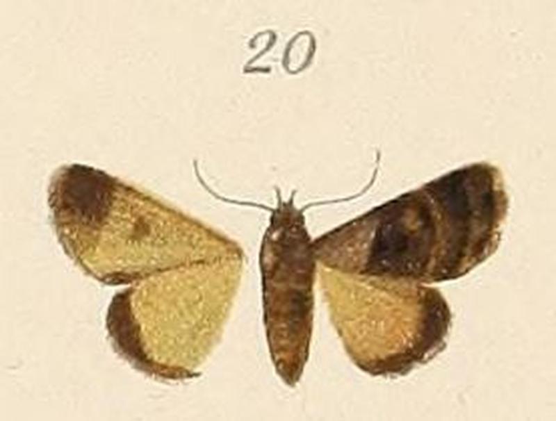 Voeltzkow-pl.6-fig.20-Tarache centralis (=Ozarba cryptochrysea)