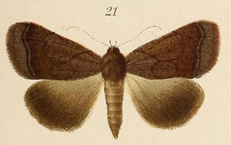 Voeltzkow-pl.6-fig.21-Pscadophia lilaceofasciata(=Ophiusa finifascia (Walker, 1858))