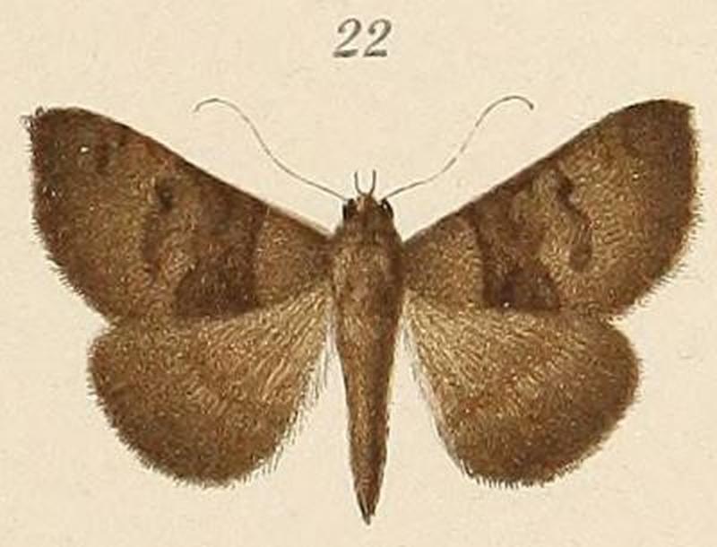 Voeltzkow-pl.6-fig.22-Amyna virbioides Pagenstecher, 1907