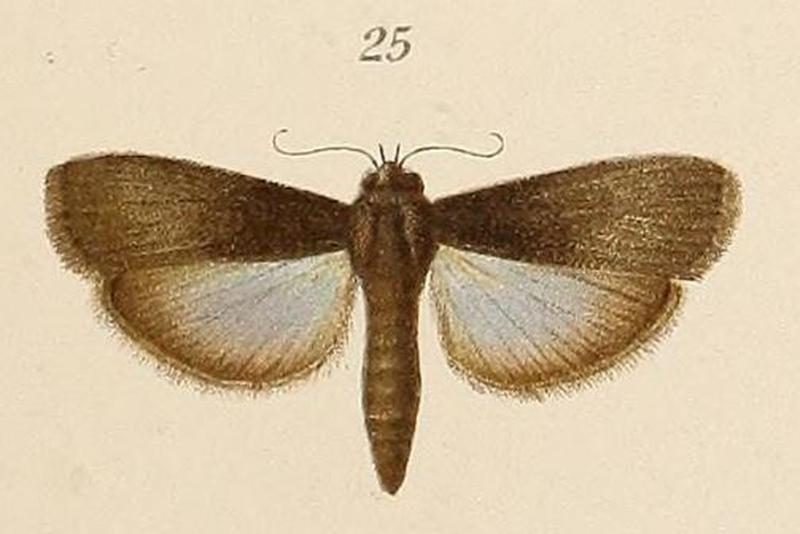 Voeltzkow-pl.6-fig.25-Epicrocis signatella Pagenstecher, 1907