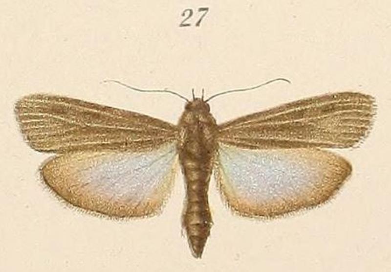 Voeltzkow-pl.6-fig.27-Epicrocis umbratella Pagenstecher, 1907