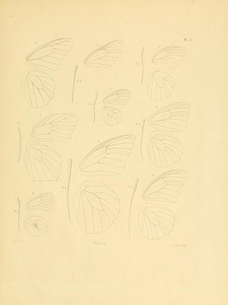 Vollenhoven1865FauneEntPlate1