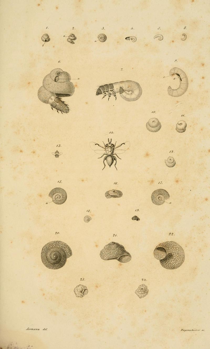 Wahre Parthenogenesis bei Schmetterlingen und Bienen BHL11150980