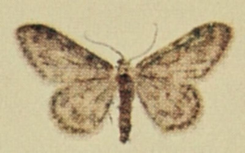 Weaver's Wave Moths of the British Isles