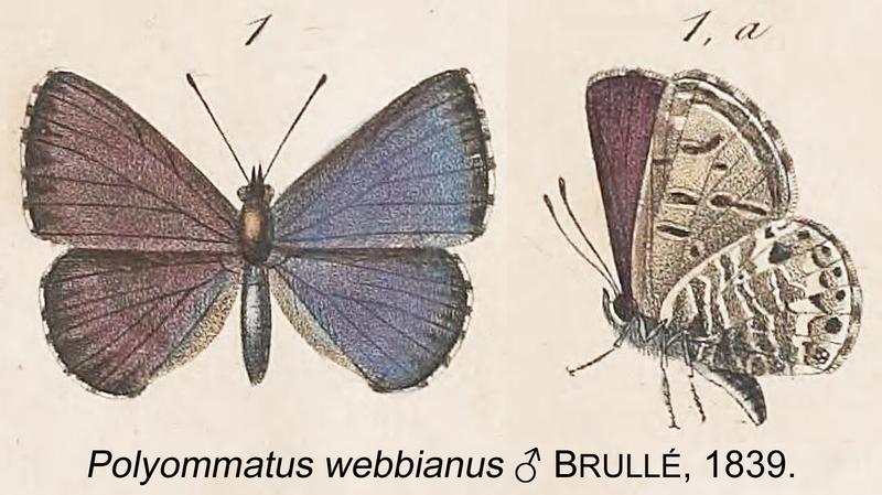 WebbianusBrulle1839OD