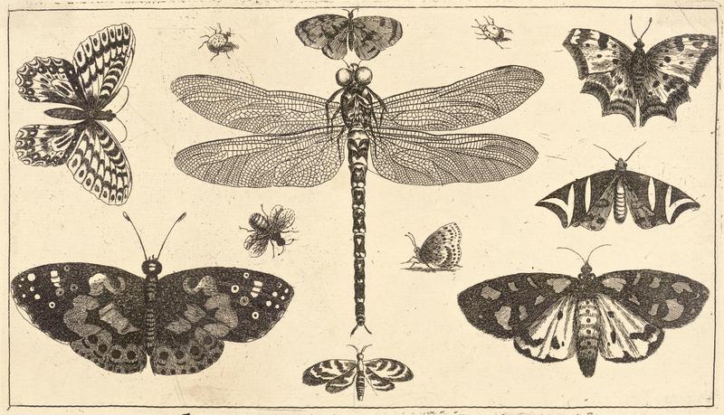 A dragonfly, ladybirds, and butterflies .