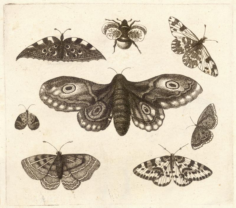 A moth, six butterflies, and a bee .