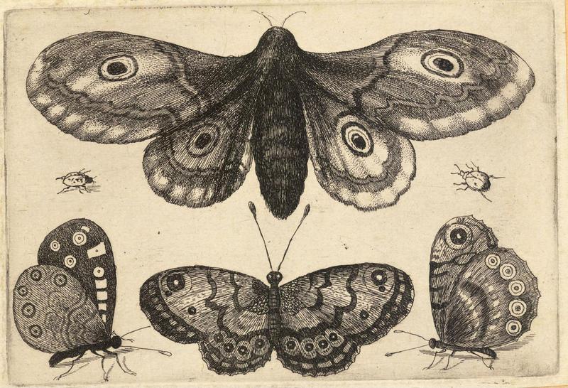 A moth, three butterflies, and two beetles . State 1.