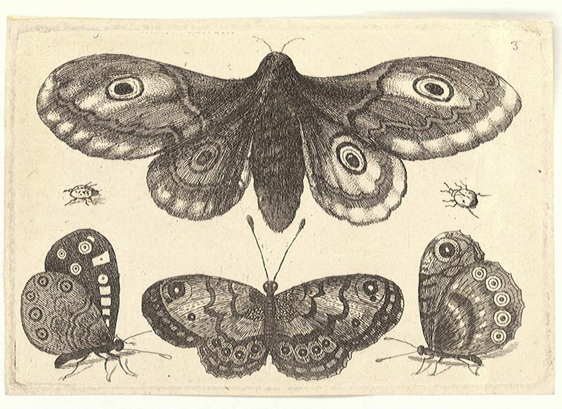 A moth, three butterflies, and two beetles . State 3.