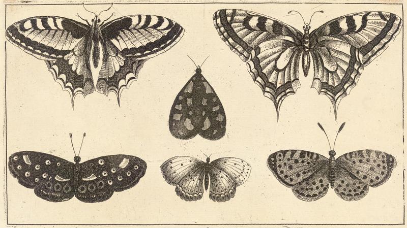 Five butterflies and a moth .