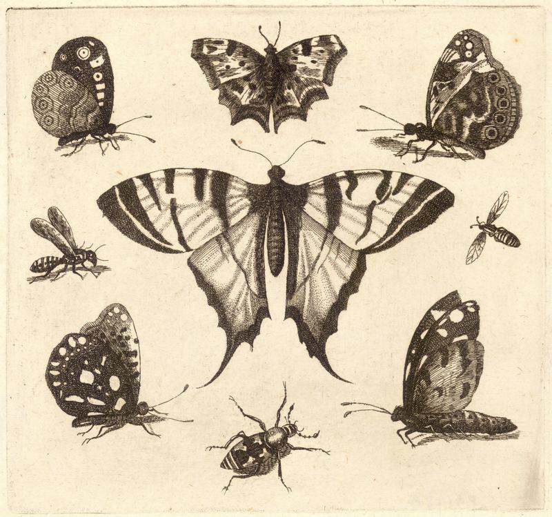 Swallow-tailed butterfly and eight other insects .