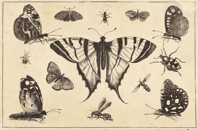 Swallow-tailed butterfly and twelve other insects .