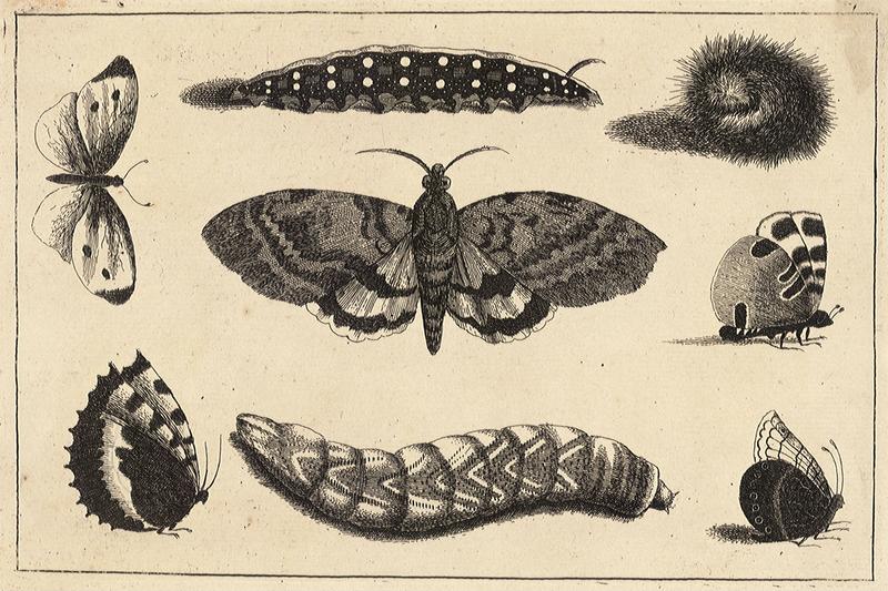 Three caterpillars, a moth and four butterflies .