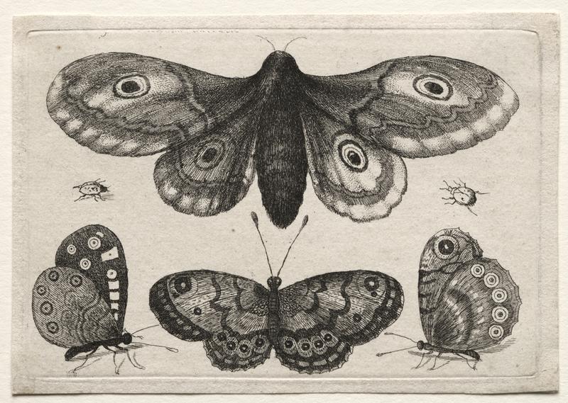 Muscarum Scarabeorum, vermiumque Variae Figure & Formae: A Moth, Three Butterflies and Two Beetles title QS:P1476,en:"Muscarum Scarabeorum, vermiumque Variae Figure & Formae: A Moth, Three Butterflies and Two Beetles " label QS:Len,"Muscarum Scarabeorum, vermiumque Variae Figure & Formae: A Moth, Three Butterflies and Two Beetles "
