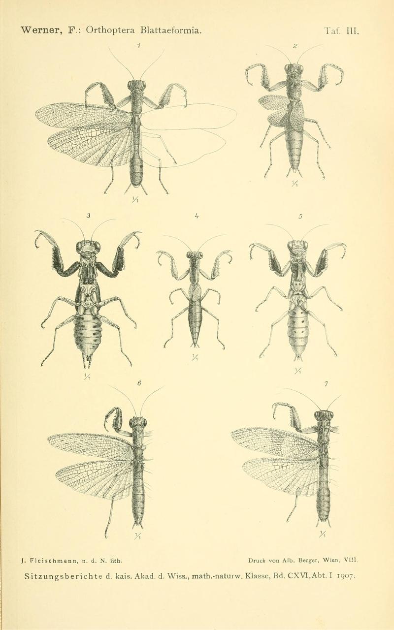 Werner 1907 Orthoptera Blattaeformia Taf III