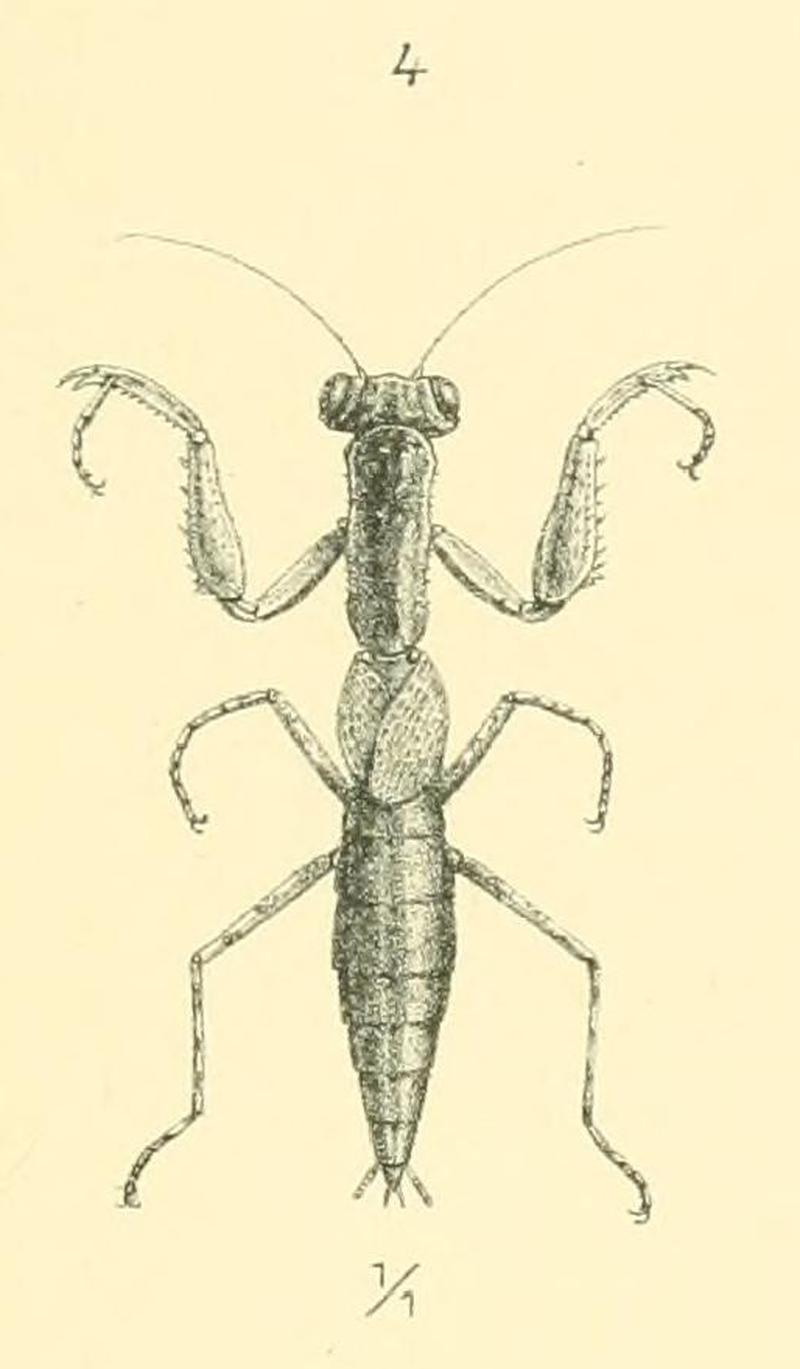 Werner 1907 Orthoptera Blattaeformia Taf III Fig. 4