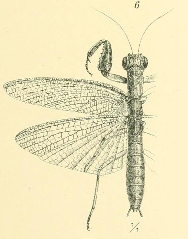 Werner 1907 Orthoptera Blattaeformia Taf III Fig 6