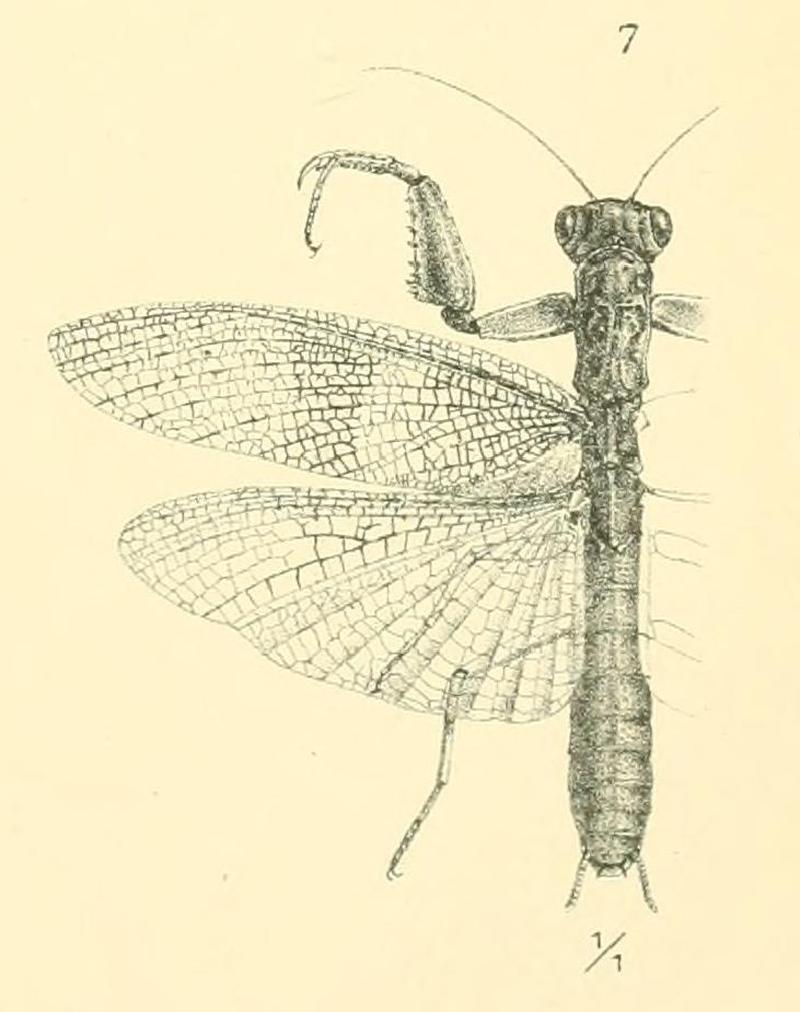 Werner 1907 Orthoptera Blattaeformia Taf III Fig 7