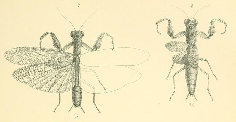 Werner 1907 Orthoptera Blattaeformia Taf III Figs. 1, 2