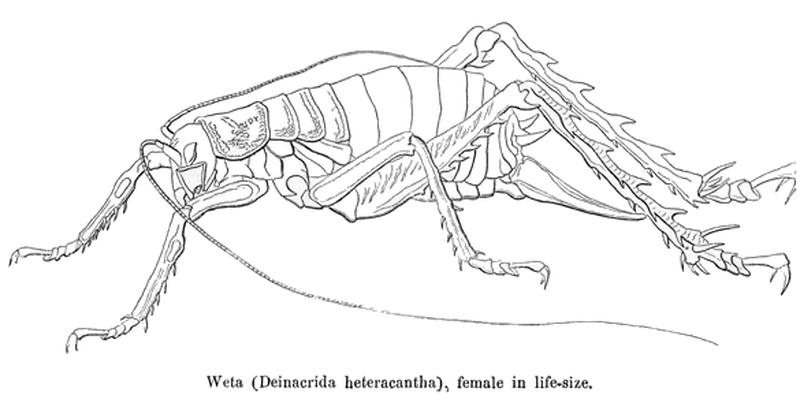 Weta Deinacrida heteracantha female in lifesize Original description may be an old name