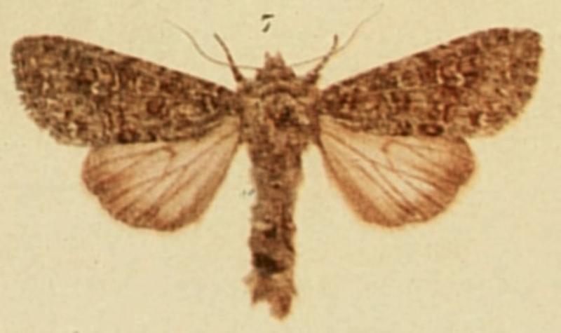 White Colon Moths of the British Isles