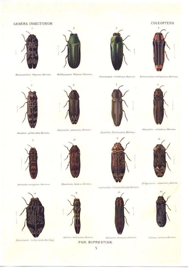 Wytsman.Genera.Insectorum.Buprestidae.03