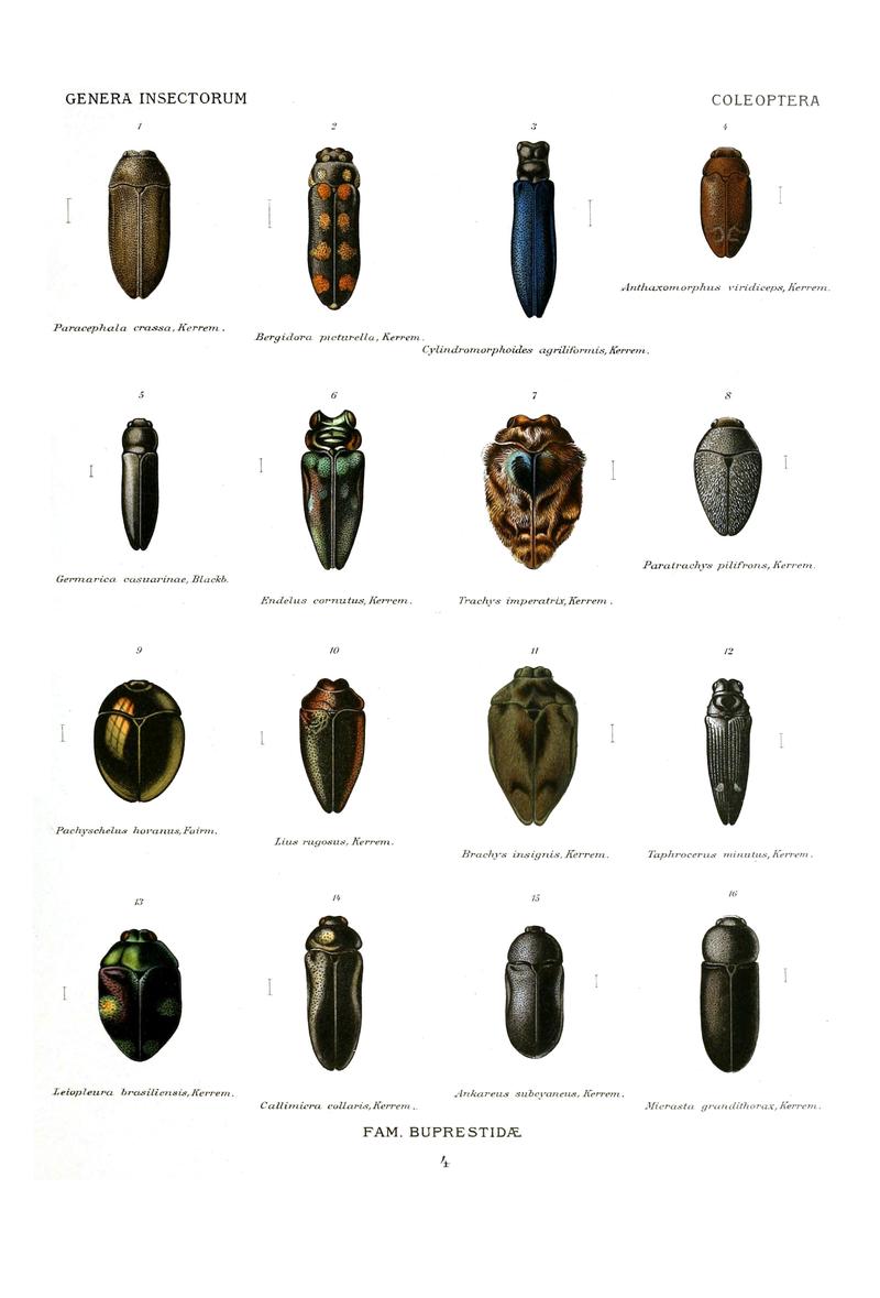Wytsman.Genera.Insectorum.Buprestidae.04