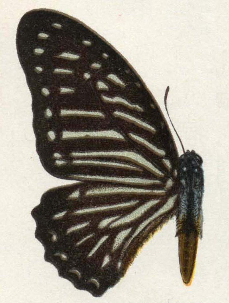 Graphium macareus xanthosoma Staudinger