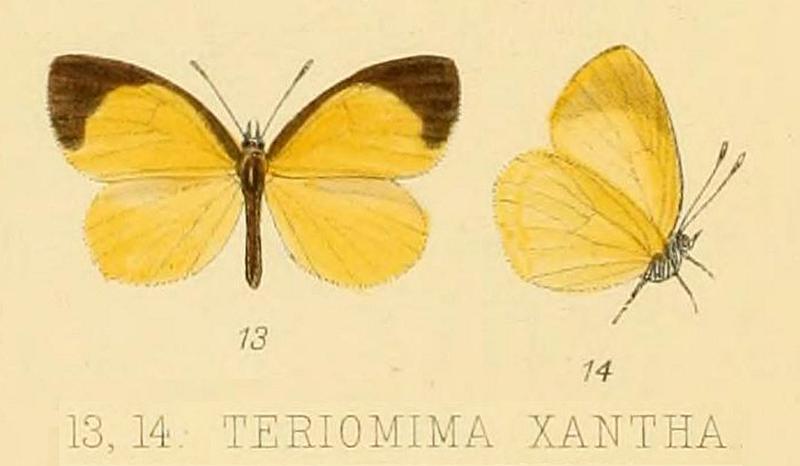 XanthaGrose-Smith1901OD