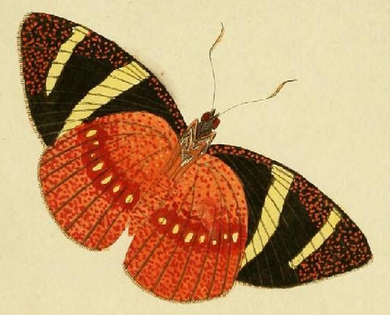 Xanthocastnia evalthe