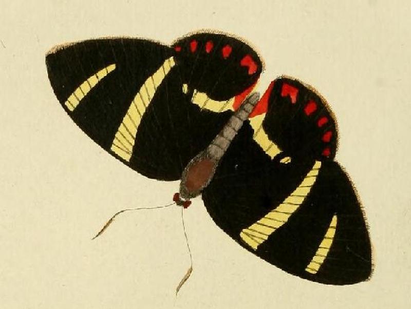 Xanthocastnia evalthe1