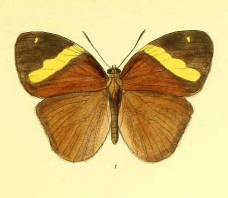 XanthotaeniaBusiris166 1