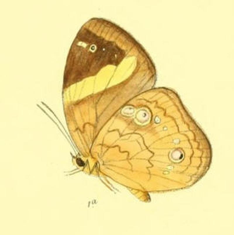 XanthotaeniaBusiris166 1a