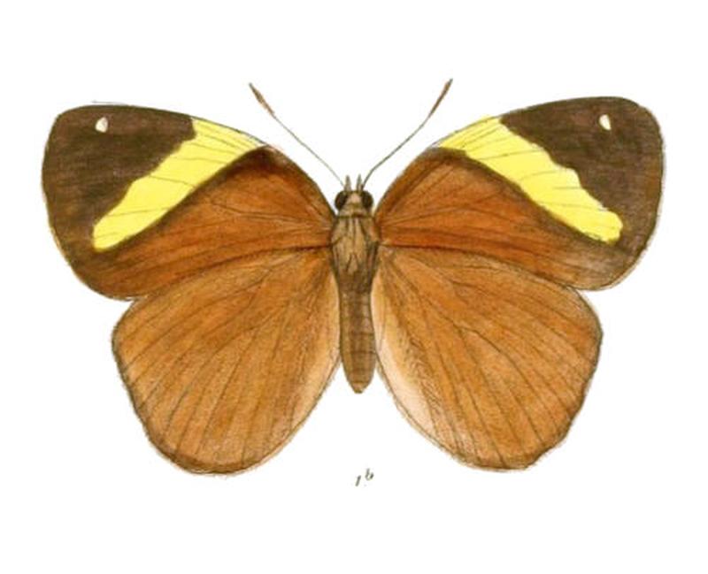XanthotaeniaBusiris166 1b