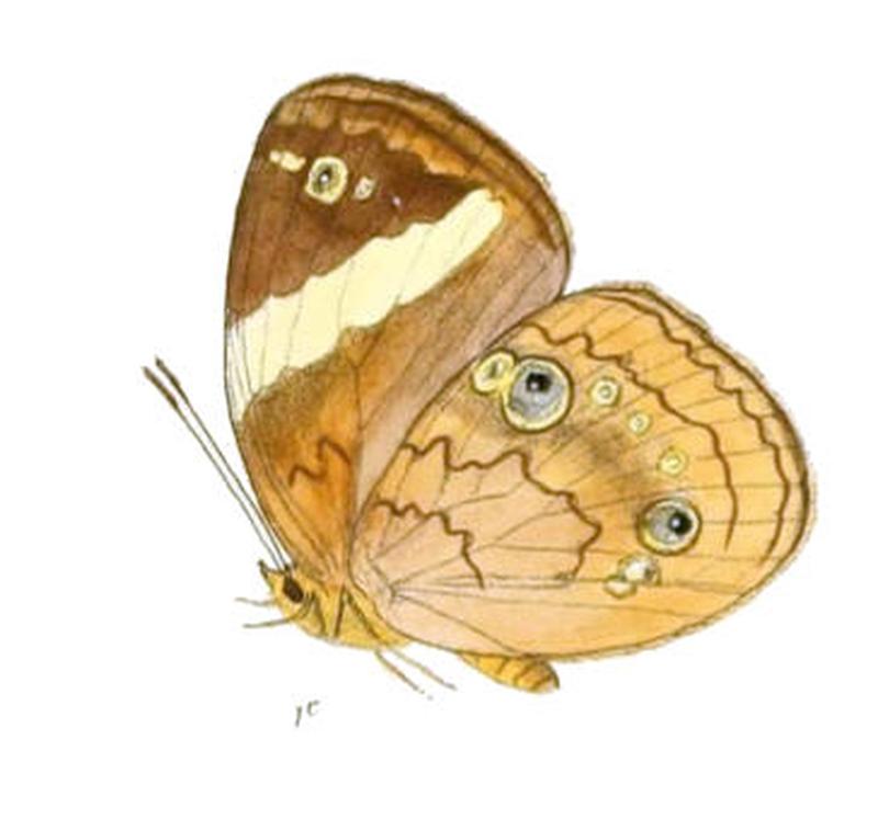XanthotaeniaBusiris166 1c