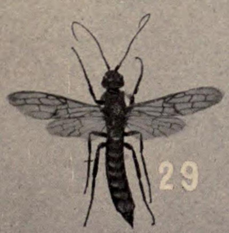 Xeris caudatus Howard 1901