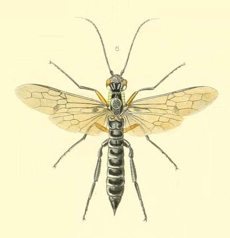 Xeris melancholicus Westwood 1874